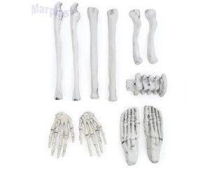 HALLOWEEN ESQUELETO SEBASTIAN