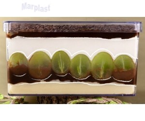 CAKE BOX CRISTAL RETANGULAR C/ TAMPA BLUE STAR 1,5L